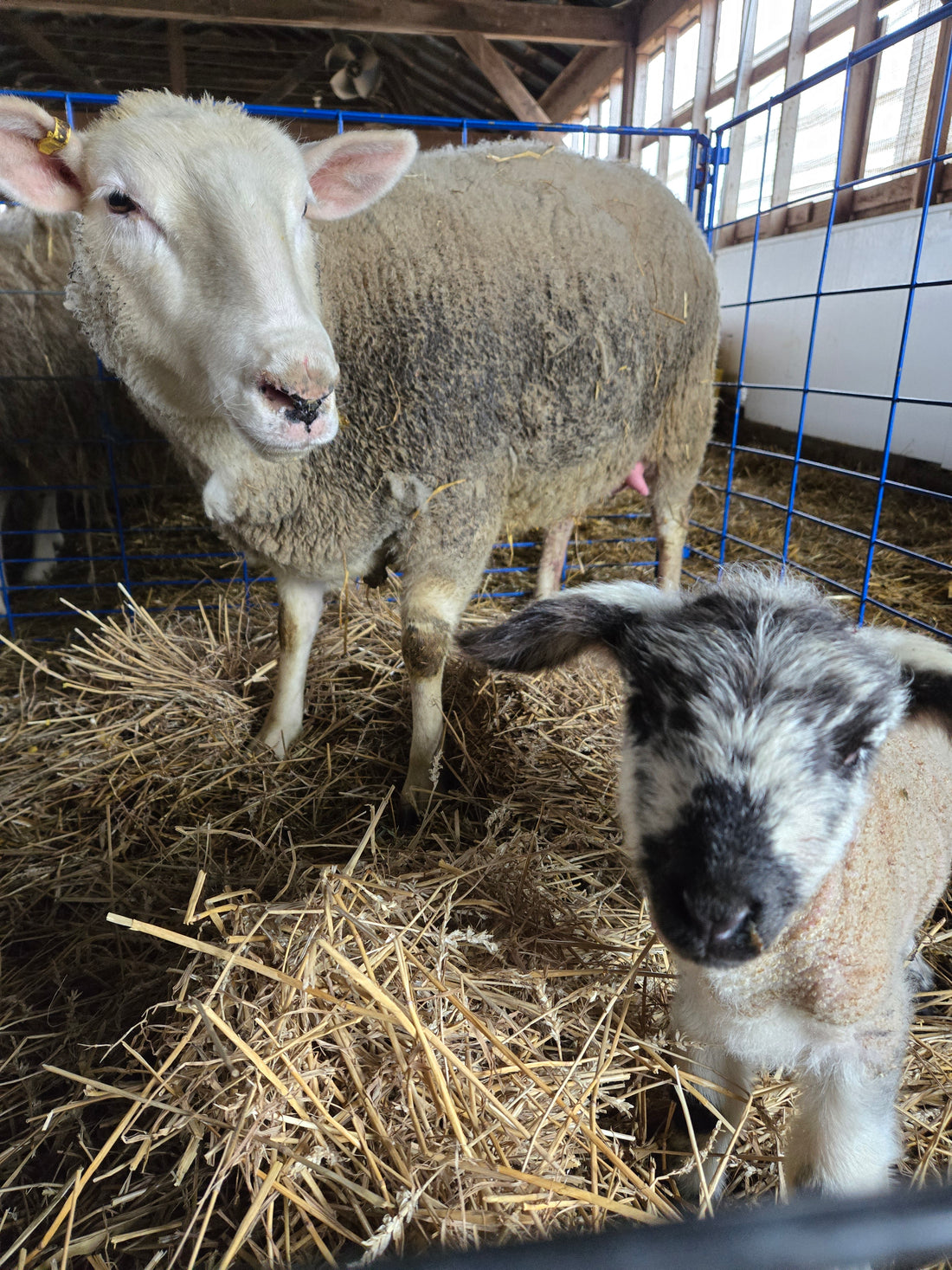 Farm Tales: Trust your Gut