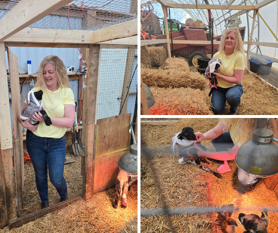 Wheelbarrows, Wildcats and bonus story Maddie pulls a Lamb