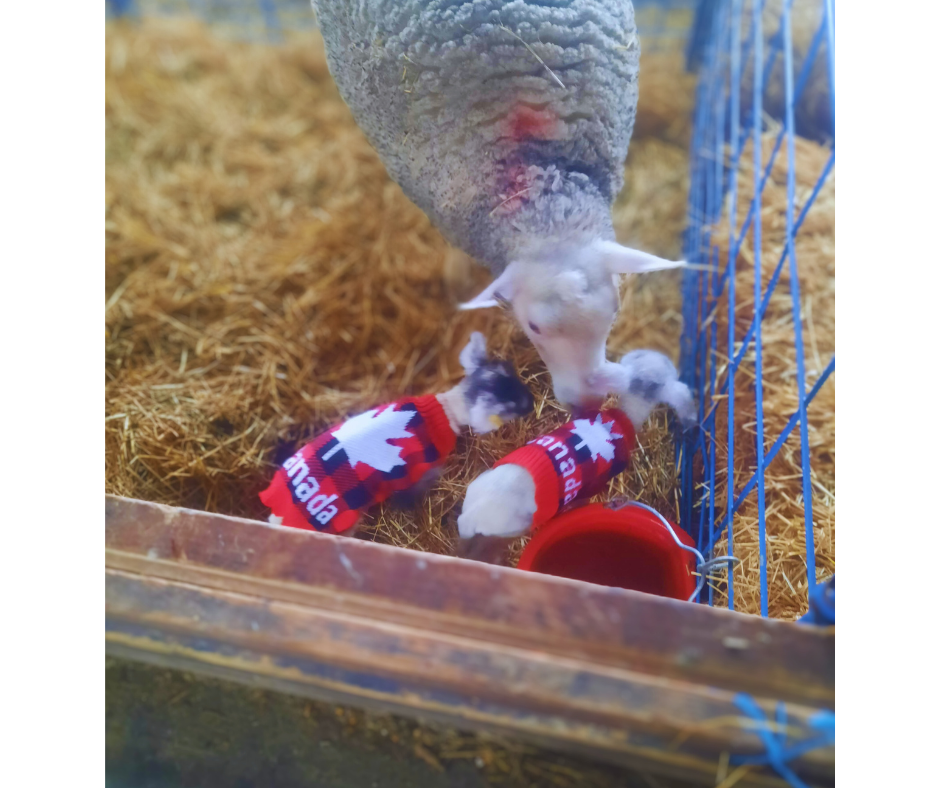 Is It OK to Wear Jogging Pants to Work? The Farm-Style Fashion Debate! 👖🚜