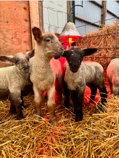 I Don't Think This Even Qualifies as a Joke π§βπΎπ