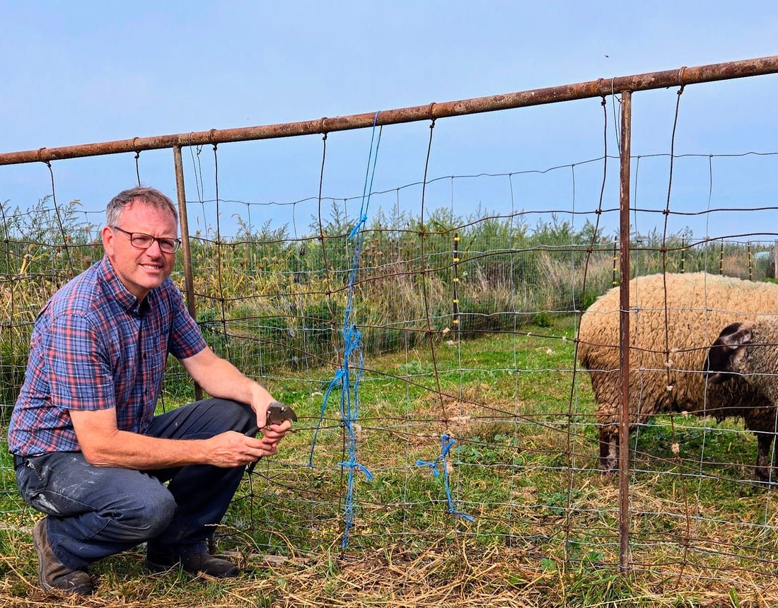 The Adventures of Super Ram and Sneaky Ewe: Chaos in the Paddock!