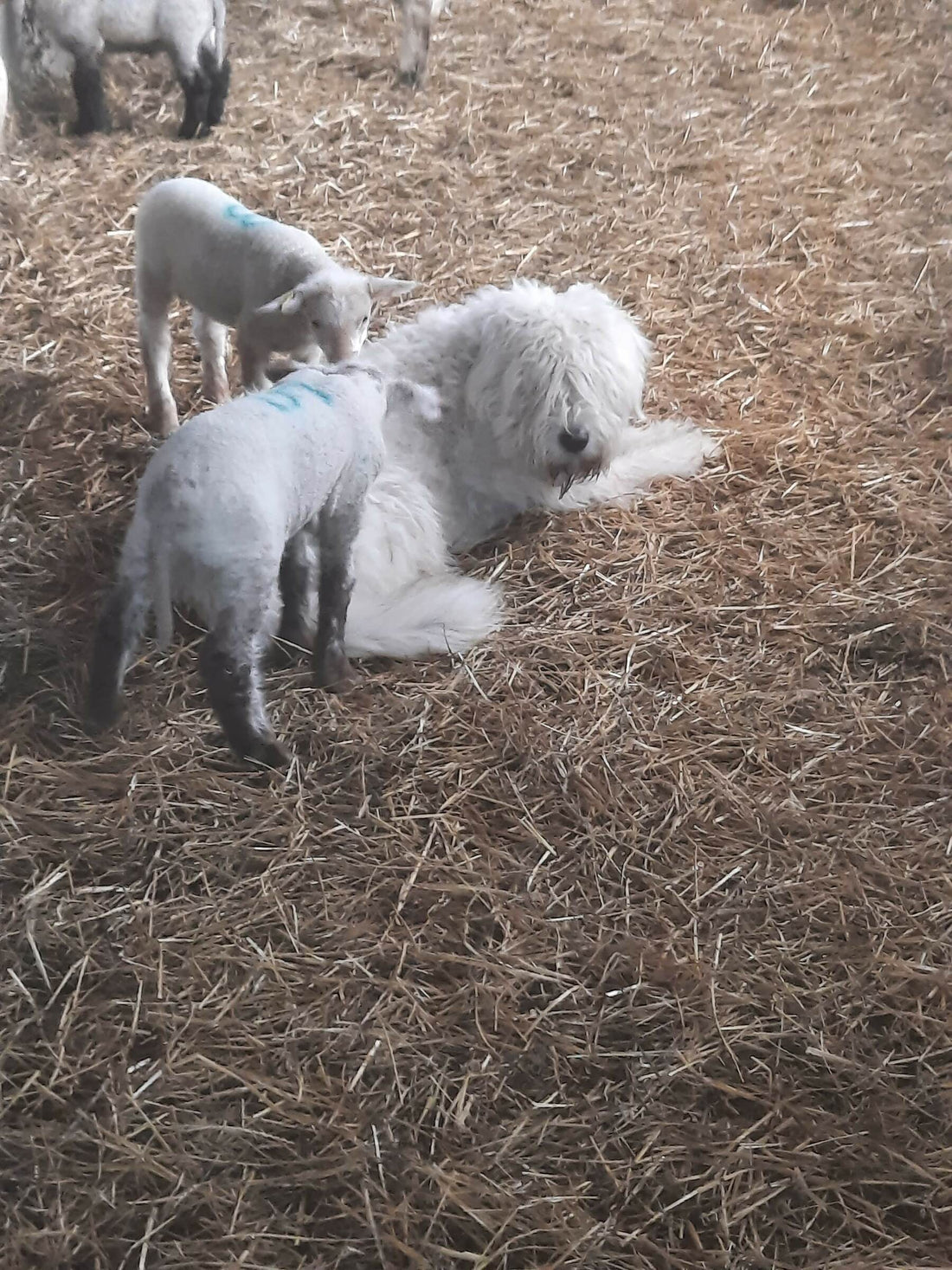 🐶Hero at Dawn: How Rita Saved the Day—Again!