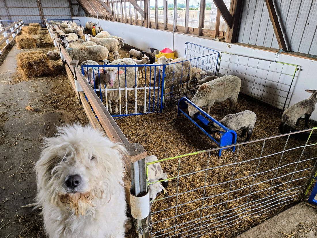 š¶Ritaās Raccoon Mystery (I Still Donāt Know the Truth)