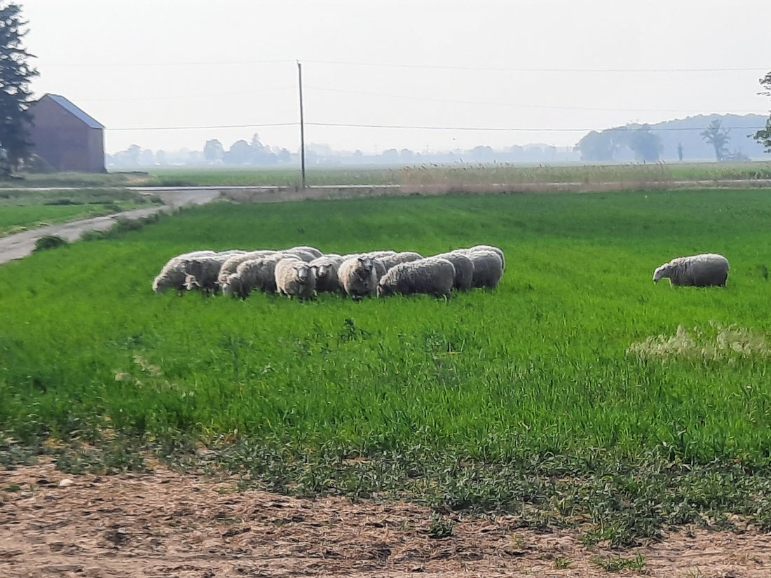 Ewe Won't Believe What Our Sheep Did! And New Pasture Update